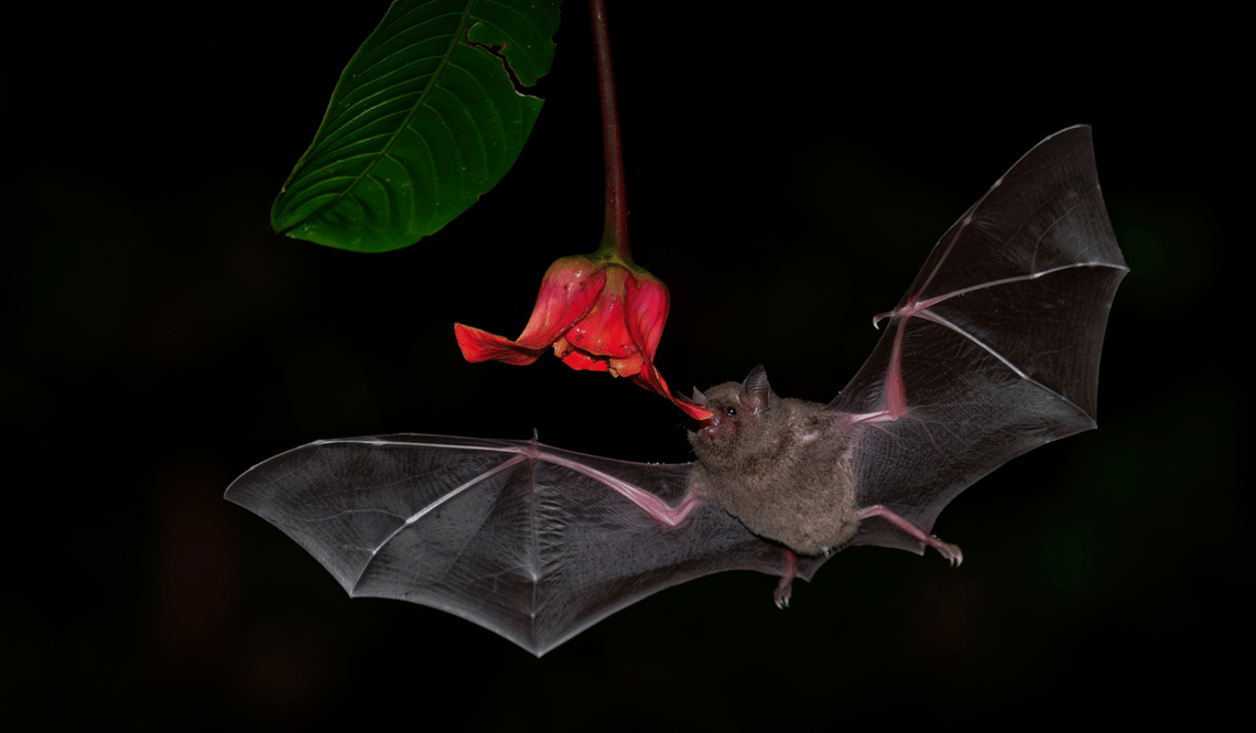 CSR biodiversity – Pallas’ long-tongued bat