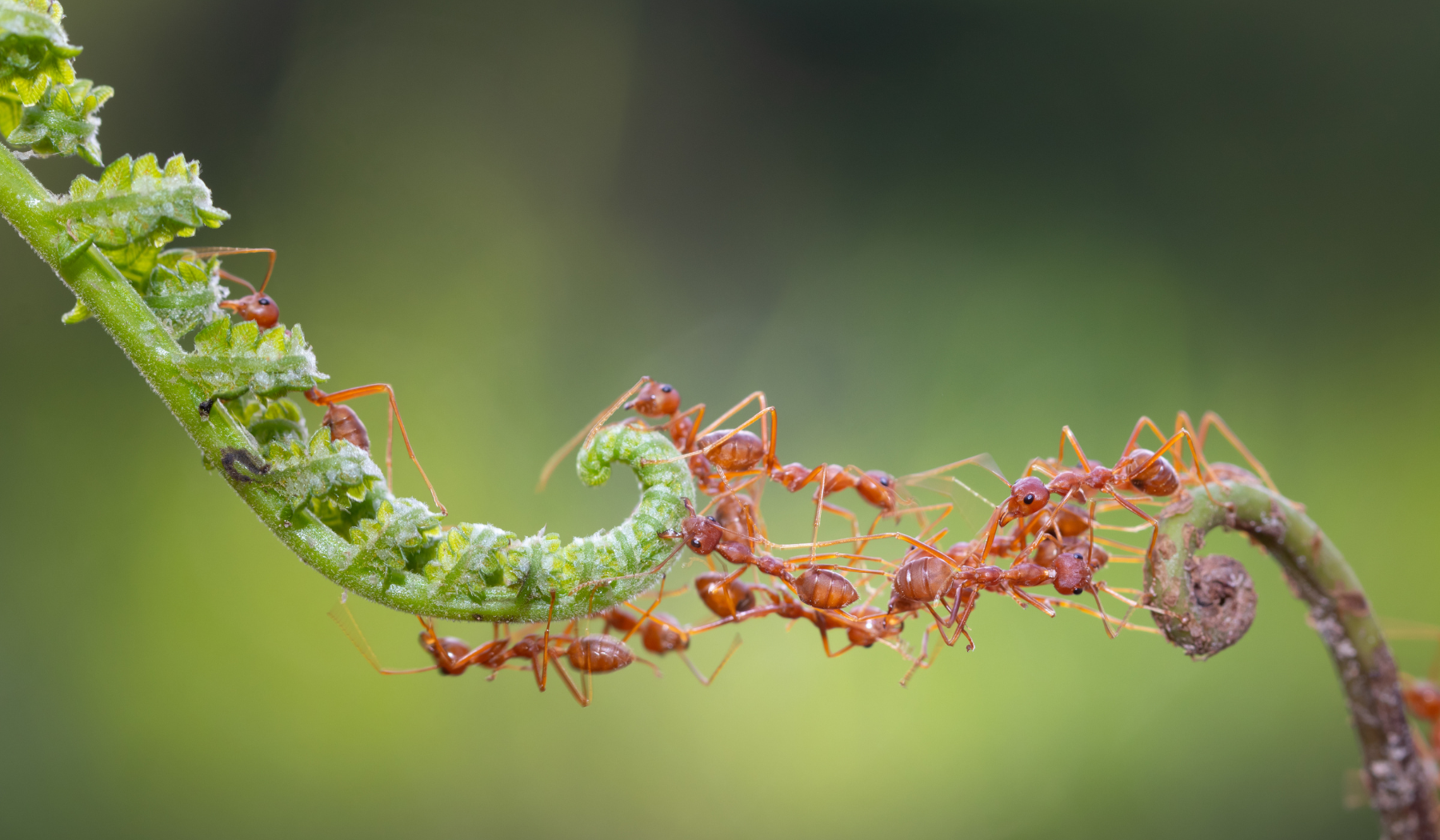 CSR biodiversity – ants