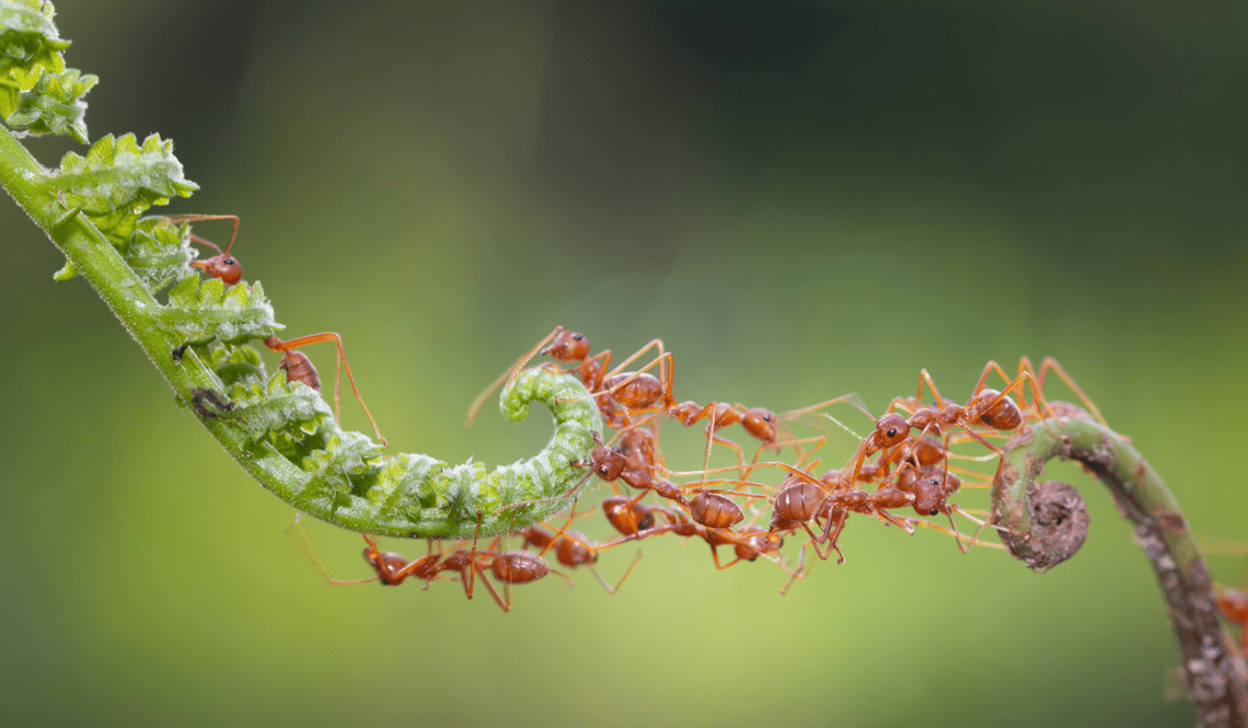 CSR biodiversity – ants