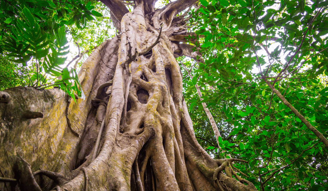 CSR biodiversity – strangler fig in jungle