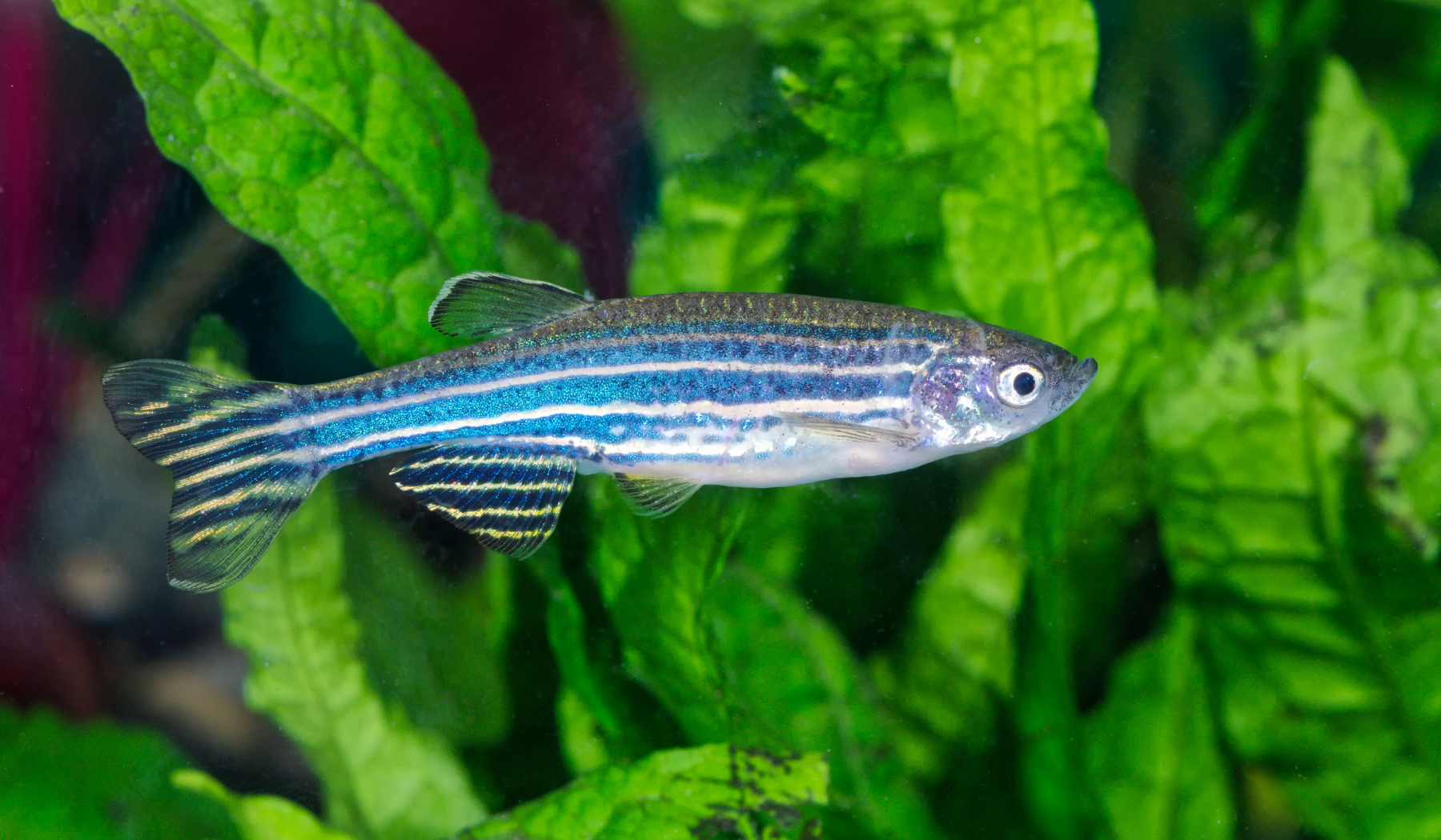 CSR biodiversity – zebra fish