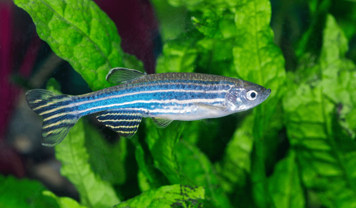 CSR biodiversity – zebra fish