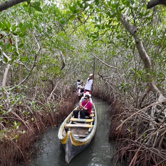 Mangrove Tours in La Boquilla